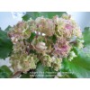 Allegro Pink Pistachio (J.Stromborg)